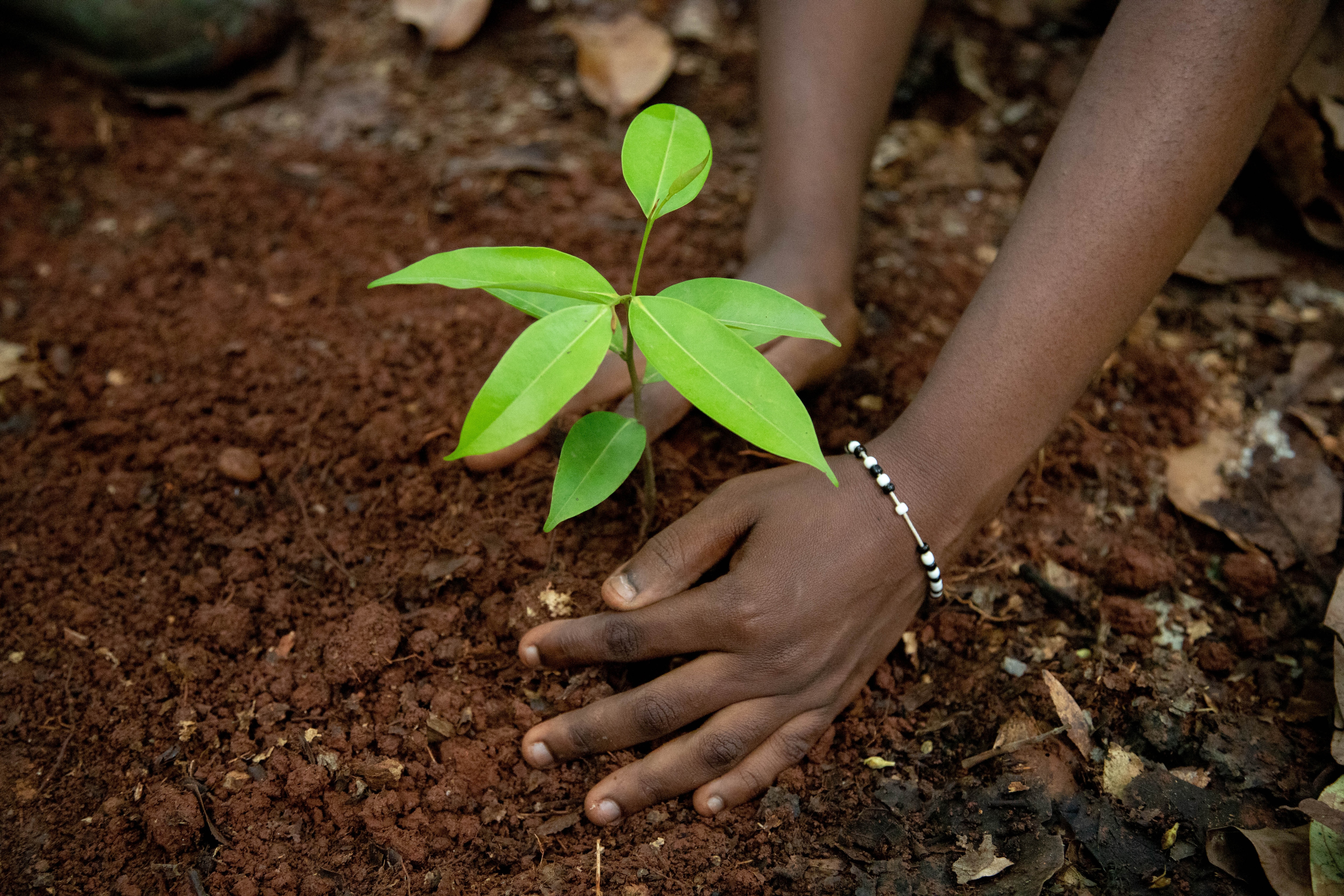 more trees planted